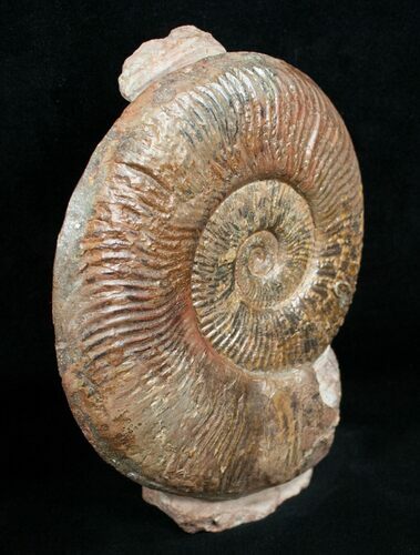 / Pseudogrammoceras Ammonite - France #4500